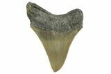 Serrated, Fossil Megalodon Tooth - North Carolina #363707-1